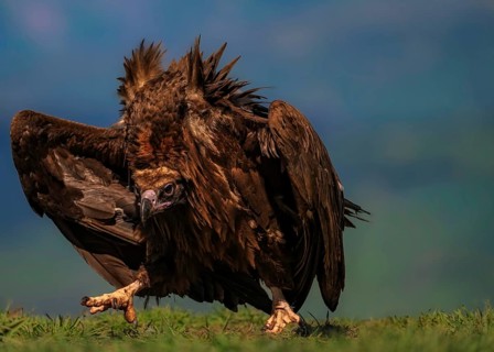 Black vulture (Aegypius monachus) on the ground on a grassy area, Pyrenees, Spain