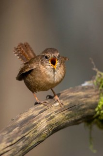 Troglodytes troglodytes, wren, birds, song, high size, portrait format, passeri, singing,