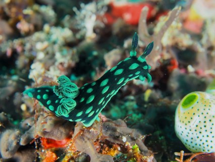 Green-spotted nudibranch, neon star nudibranch (Nembrotha cristata), SD dive site, Nusa Ceningan,