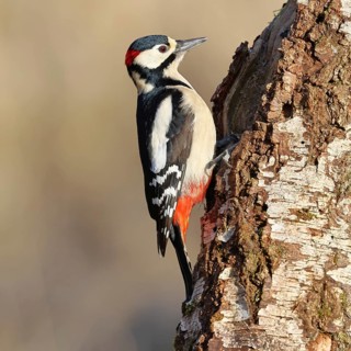 Great Spotted Woodpecker (Dendrocopus major), male, foraging on the trunk of a silver birch (Betula