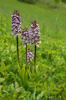 Lady orchid, orchidaceae, orchids, orchids, orchis purpurea, purple orchid, high size, vertical