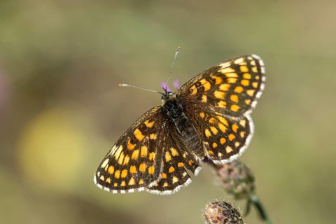Common butterflies, heath fritillary, melitaea athalia, quail wheat moth, butterfly, insects,