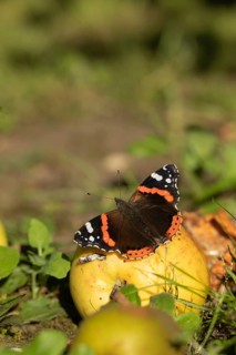Red admiral butterfly (Vanessa atalanta) adult insect feeding on a fallen apple fruit on a garden