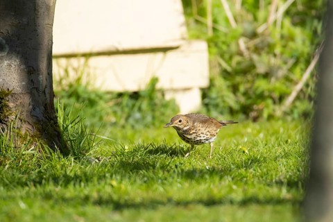 Song thrush (Turdus philomelos) adult bird feeding on a garden grass lawn, Suffolk, England, United