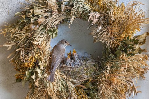 A spotted flycatcher (Muscicapa striata) feeding its young, the nest is in an old woven wreath