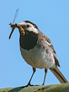 Wagtail, motacilla alba, white wagtail, prey, birds, capture, damselflies, dragonflies, foraging,