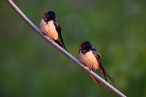 Hirundo rustica, house martin, swallow, birds, female, male, passeri, swallows, songbirds,