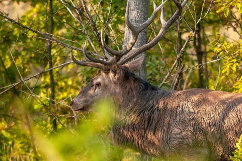 2010, artiodactyla, Brandenburg, Cervus Elaphus, even-töd ungulate, Germany, national natural