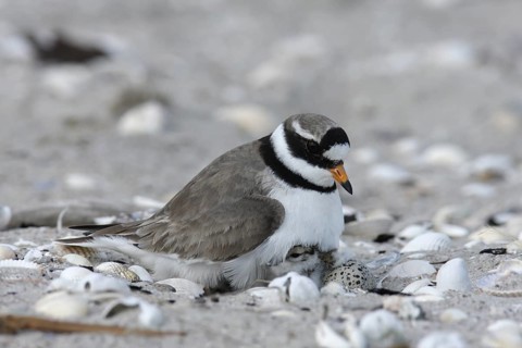 Common Ringed Plover (Charadrius hiaticula) nest, Lower Saxony, Germany