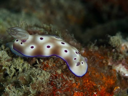White nudibranch with purple spots, the Tryon's nudibranch (Hypselodoris tryoni), on a colourful