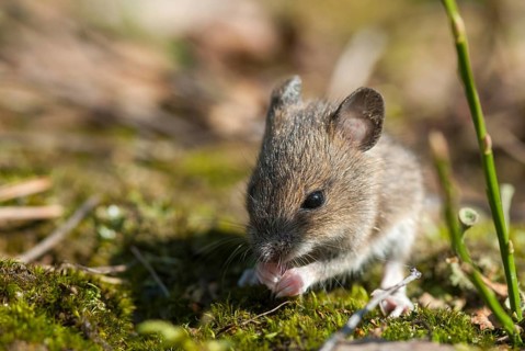 Apodemus sylvaticus, long-tailed field mouse, rodents, rodentia, woodmouse, adolescent, juvenile,