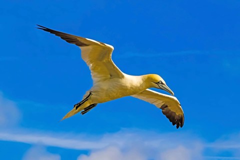 Northern Gannet (Morus bassanu), aerial photograph, blue sky, Heligoland, Schleswig-Holstein,