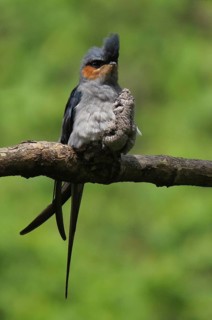 Crested Treeswift (Hemiprocne coronata) male with chick, Maharashtra, India