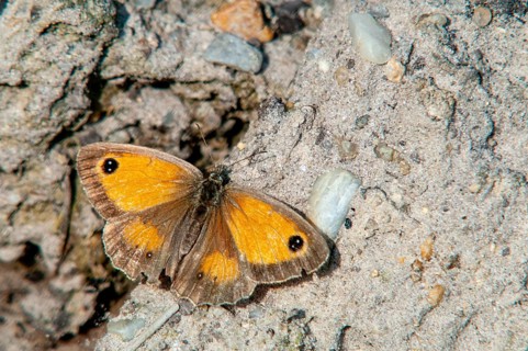 2009, Brandenburg, brown-treated oxeye, gatekeeper, yellow oxeye, Germany, maniola tithonus, Nabu,