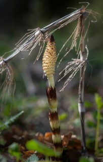 Equisetaceae, equisetum telmateia, giant horsetail, horsetail, great horsetail, high size, vertical