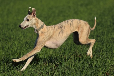 Whippet racing, Whippet running, A whippet leaps full of energy across green grass, Racing whippet,