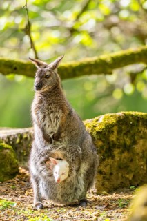 White Tammar wallaby (Macropus eugenii), albino, mother with her youngster on the ground in spring,