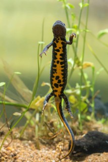 Great crested newt, crested newt, northern crested newt, Triturus cristatus, amphibians,