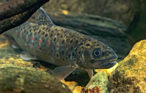Brown trout, mountain trout, brown trout, fario, river trout, salmo trutta fario, fish, flowing