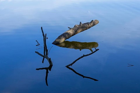Branches and branches lie in water, reflections, Dobbertiner See, Goldberg, Mecklenburg-Western