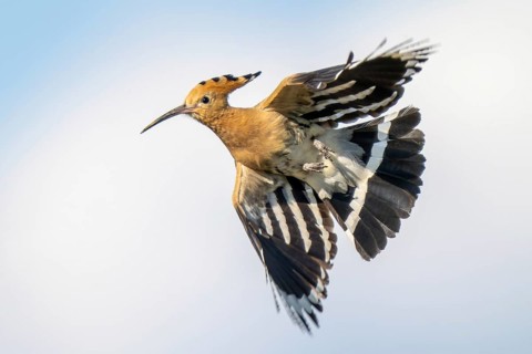 Hoopoe (Upupa epops), in flight, Lower Austria, Austria