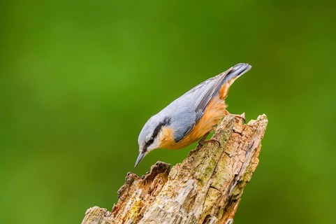Eurasian nuthatch (Sitta europaea) sitting on an old wrotten tree trunk at a swamp, Bavaria,