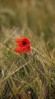 A bright red poppy (Papaver rhoeas) in a green cornfield, Stockheim, Frankenwald nature park Park,
