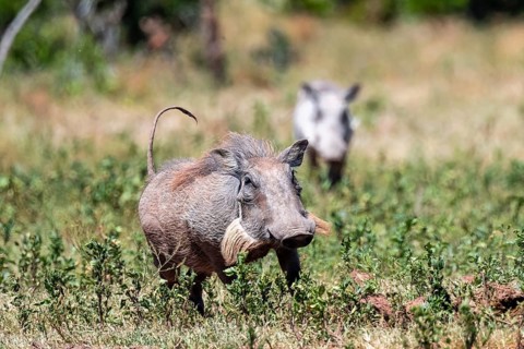 Warthogs (Phacochoerus africanus) running with their tails up, Addo Elephant National Park, Eastern