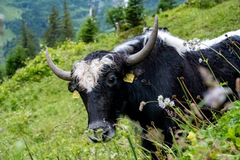 Yak (Bos mutus) on an alpine meadow, animal portrait, Bernese Oberland, Switzerland