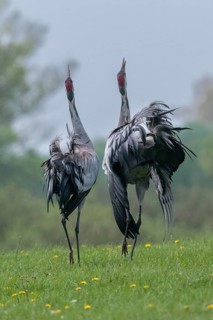 Crane, grus grus, crane, birds, gruidae, gruiformes, high size, portrait, crane birds, waitbirds,