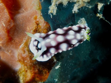 White and purple-spotted nudibranch, Geometric Chromodoris (Goniobranchus geometricus), in a coral