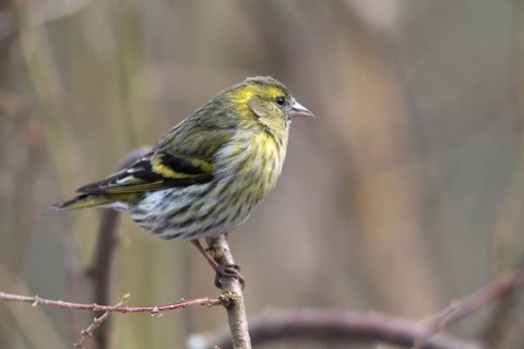 Carduelis spinus, siskin, spinus spinus, siskin, birds, female, passeri, songbirds, songbirds,