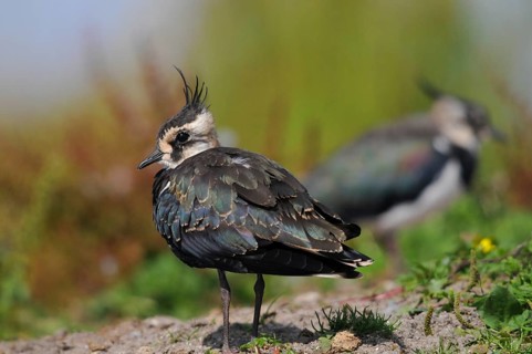 Lapwing, vanellus vanellus, birds, charadriiformes, limikolen, plovers, birds, waders, waders