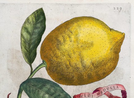 Lemon on a branch with leaves and decorative banner Dulci Medulla, citrus fruit, hand-colored