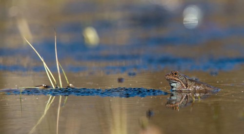 Common frog, common frog, rana temporaria, amphibians, courtship, courtship display, frog, frog,