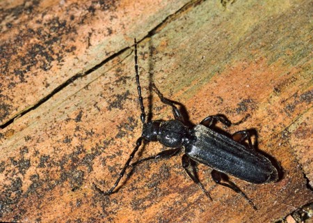European Spruce Longhorn Beetle, Common Spruce Tree, Tetropium Castaneum, Beetle, Longhorn Beetle,