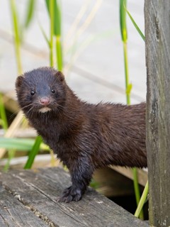 A mink looks interested