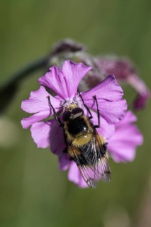 Red campion (Silene dioica) with bumblebee hawk-moth (Eristalis intricaria), Emsland, Lower Saxony,