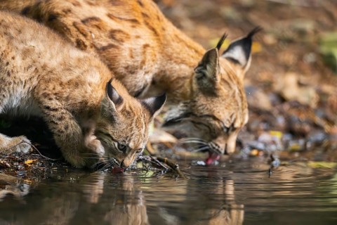 Eurasian lynx (Lynx lynx) mother with her youngster (cub) drinking at a little lake in a forest,