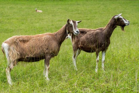 Artiodactyla, Capra aegagrus hircus, even-toed ungulate, domestic goat, cloven-hoofed, domesticated