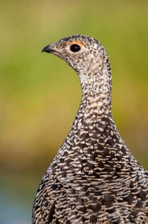 Alpine ptarmigan, Finland, Lagopus muta, Lagopus mutus, ptarmigan, birds, chickens, female,