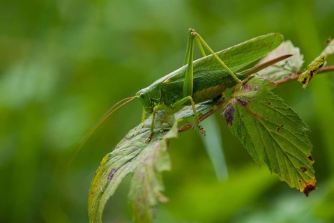 Grasshoppers, Great Green Bush Cricket, Big Hayhorse, Hayhorse, Deciduous Locusts, Singhoppers,