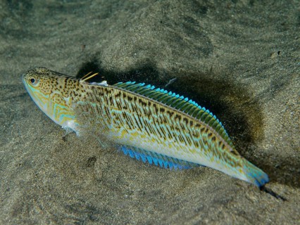 A fish with blue fins, a weever (Trachinus draco), a venomous creature, resting on a sandy seabed,