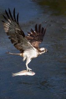 Western osprey (Pandion haliaetus) fishing, Finland