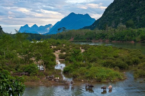Mountain landscape near the village of Muang Ngoi on the Nam Ou River with water buffalo, Phongsali