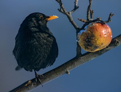Blackbird, Turdus Merula, Apple, Birds, Garden, Leo, Male, Passeri, Songbirds, Thrush, Birds,