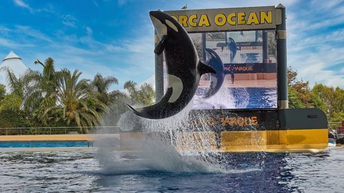 An orca performs a high jump in front of a large screen in a tropical setting, Orca (Orcinus orca),