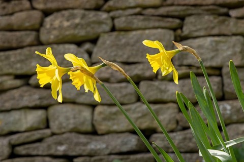 Stone wall, flowers, daffodils (Narcissus jonquilla), Bibury, The Cotswolds, England, Great Britain
