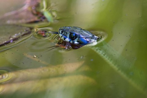 Grass Snake, Natrix Natrix, Grass Snake, Critters, Garden Pond, Garden Pond, Body of Water,