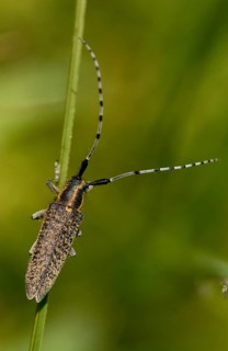 Agapanthia villosoviridescens, golden-bloomed grey longhorn beetle, stinghorn thistle, beetle,